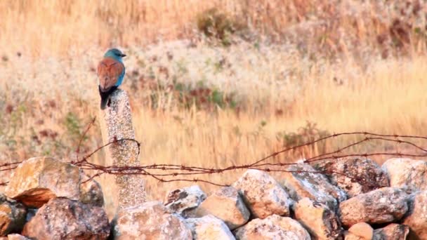 Roller bird sits on pole — Stock Video