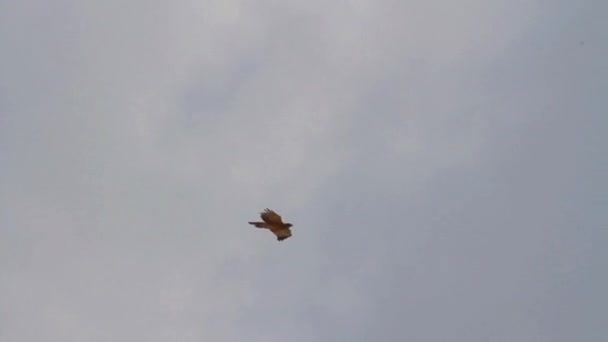 Bonellis eagle flying — Stock Video