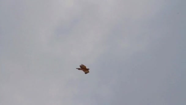 Bonellis aigle volant 