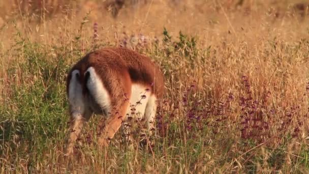 Gazelle de montagne israélienne mangeant de l'herbe 
