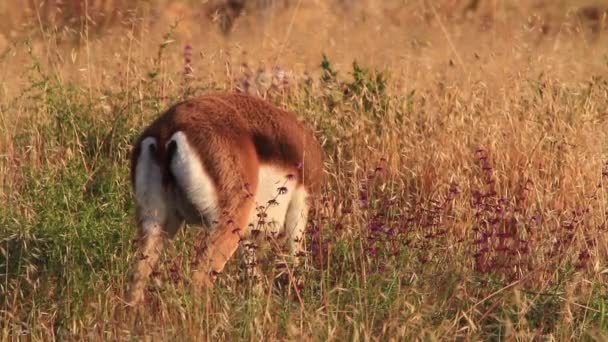 Israelí gacela montaña comer hierba — Vídeos de Stock