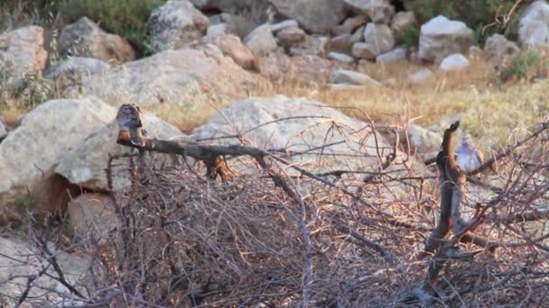 Орлы Бонеллис сидят на упавшем дереве — стоковое видео