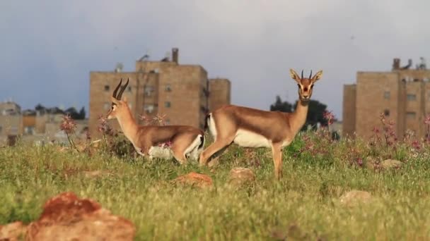 Gazelas de montanha israelenses — Vídeo de Stock