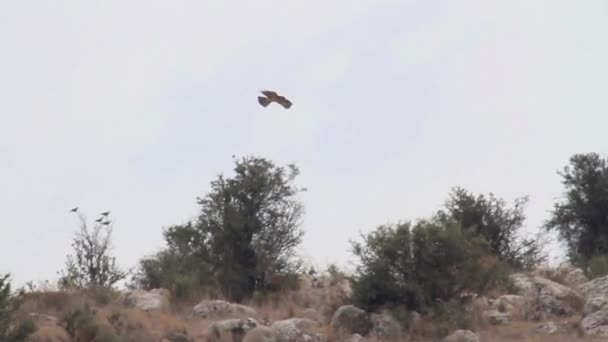 Bonellis eagle vliegt — Stockvideo