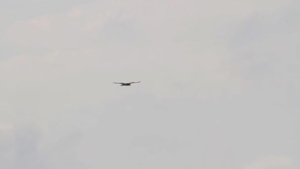 Bonellis aigle volant 