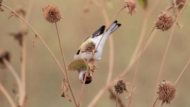 Goldfinch bird sits on plant — Stock Video