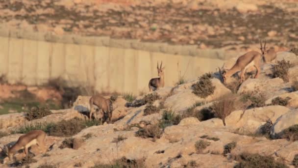 Gazelas de montanha israelenses — Vídeo de Stock