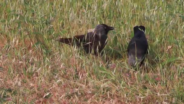 Jackdaw corbeaux alimentation — Video