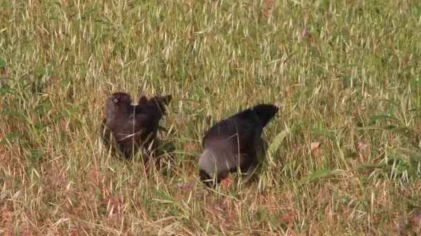 Jackdaw corbeaux alimentation — Video