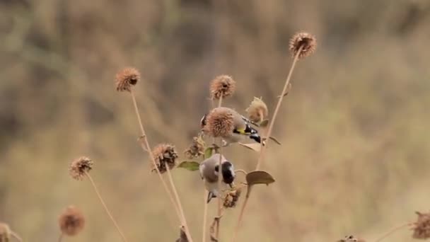 Голдфінч птахи, що стоять на рослині — стокове відео