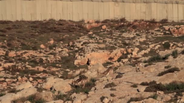 Gazelas de montanha israelenses — Vídeo de Stock