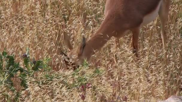 Gazzelle di montagna israeliane — Video Stock