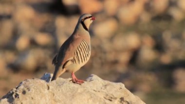 Kınalı kuş ayakta