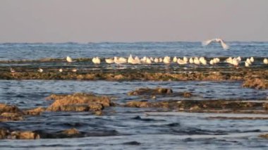 Plaj sandalyesine martılar