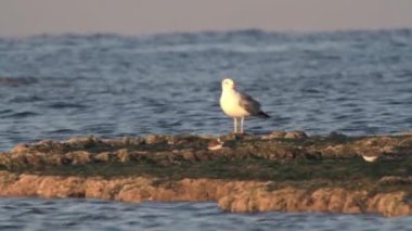 Plaj sandalyesine martılar