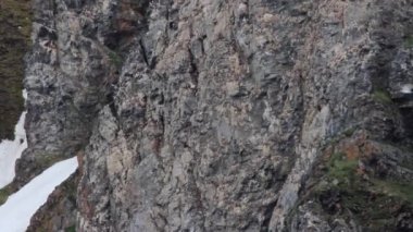 Kalın gagalı Murres koloni