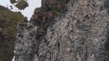 Kalın gagalı Murres koloni