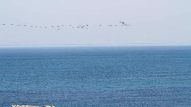 Geçiş Kuşlar sürüsü