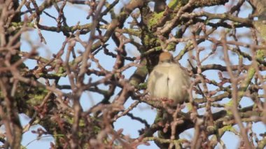Bir ağaç üzerinde ötleğen kuşu