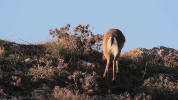 Gazela de montanha israelense — Vídeo de Stock