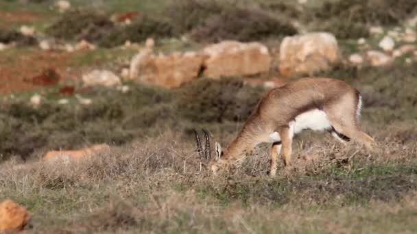 Gacela de montaña israelí — Vídeos de Stock