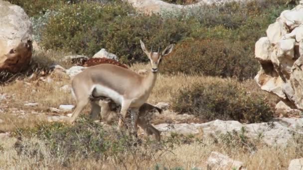 Israeliska berg gaseller — Stockvideo