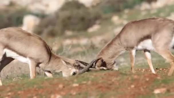 Mountain gazelles fighting — Stock Video