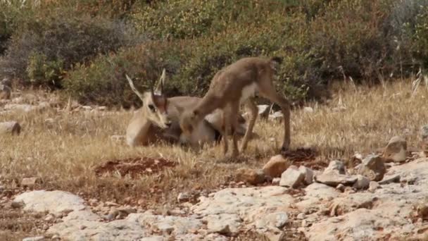 Izraeli hegyi gazella — Stock videók