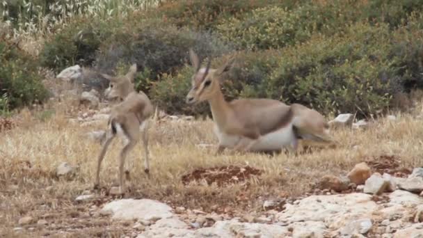 イスラエルの山のガゼル — ストック動画