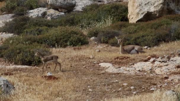 Gacelas de montaña israelíes — Vídeos de Stock