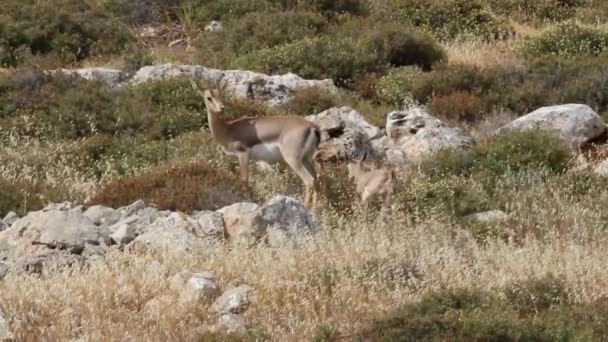 Israeli mountain gazelles — Stock Video