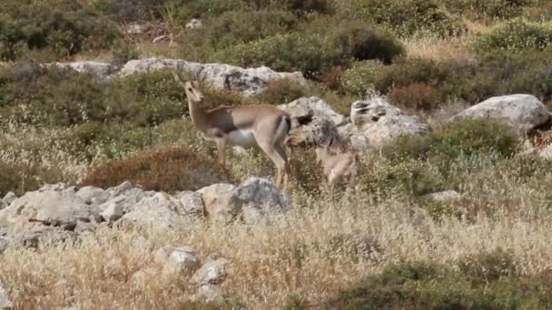 Gacelas de montaña israelíes — Vídeos de Stock