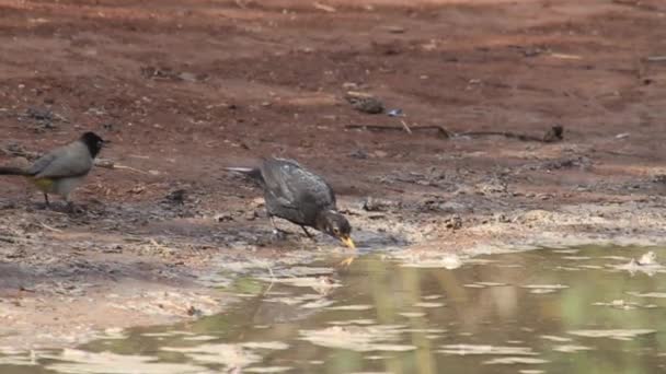 Agua potable Blackbird — Vídeo de stock