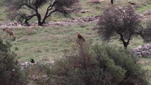 Common buzzard standing on tree — Stock Video