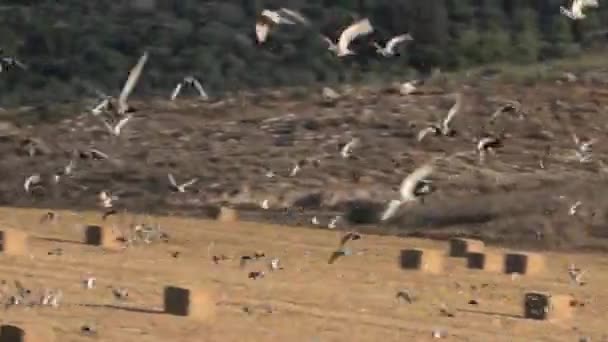 Förvildade duvor flyger — Stockvideo