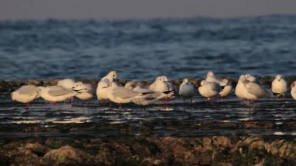 Gulls stand on the beach — Stock Video