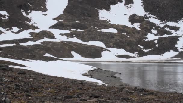 Antarktis snöiga bergen och havet — Stockvideo