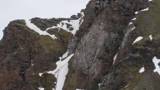 Colonie de Guillemots de Brünnnich — Video