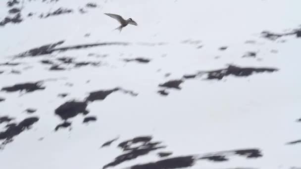 Арктичних крячок завис — стокове відео
