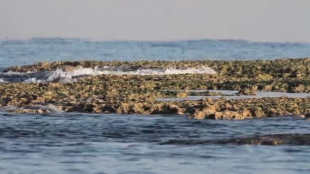 Las aves están en la orilla — Vídeos de Stock