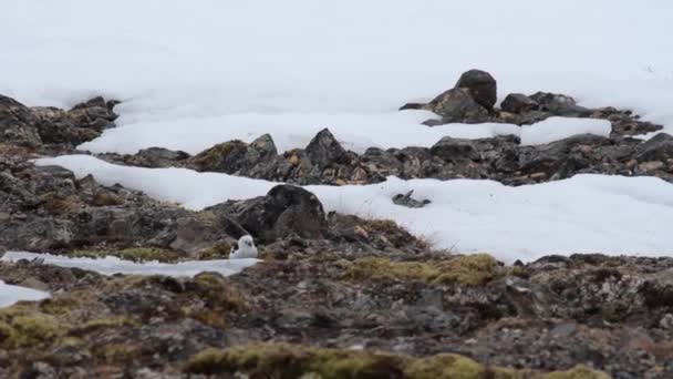 Snow bunting feeding — Stock Video