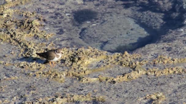 Alimentazione degli uccelli sulla riva del mare — Video Stock