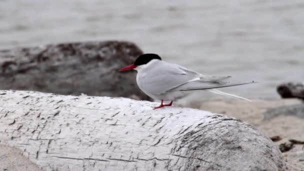 Arctic tern stand on wood — Stock Video