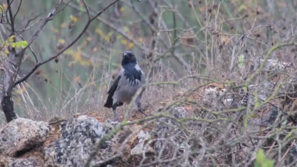 Hooded crow staande op een boom — Stockvideo