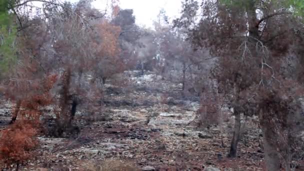 Orman büyük yangından sonra — Stok video
