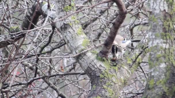 Bir ağaç üzerinde Bayağı alakarga — Stok video