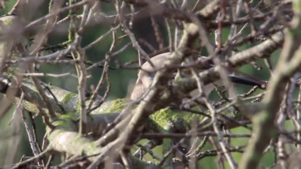 Jay eurasiático en un árbol — Vídeos de Stock