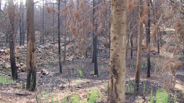 Forest after a huge fire — Stock Video