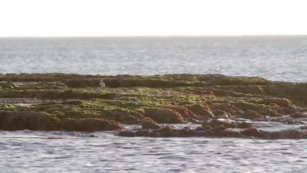 Pájaro en la orilla — Vídeos de Stock