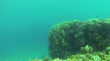 Kızıl Deniz resif sualtı